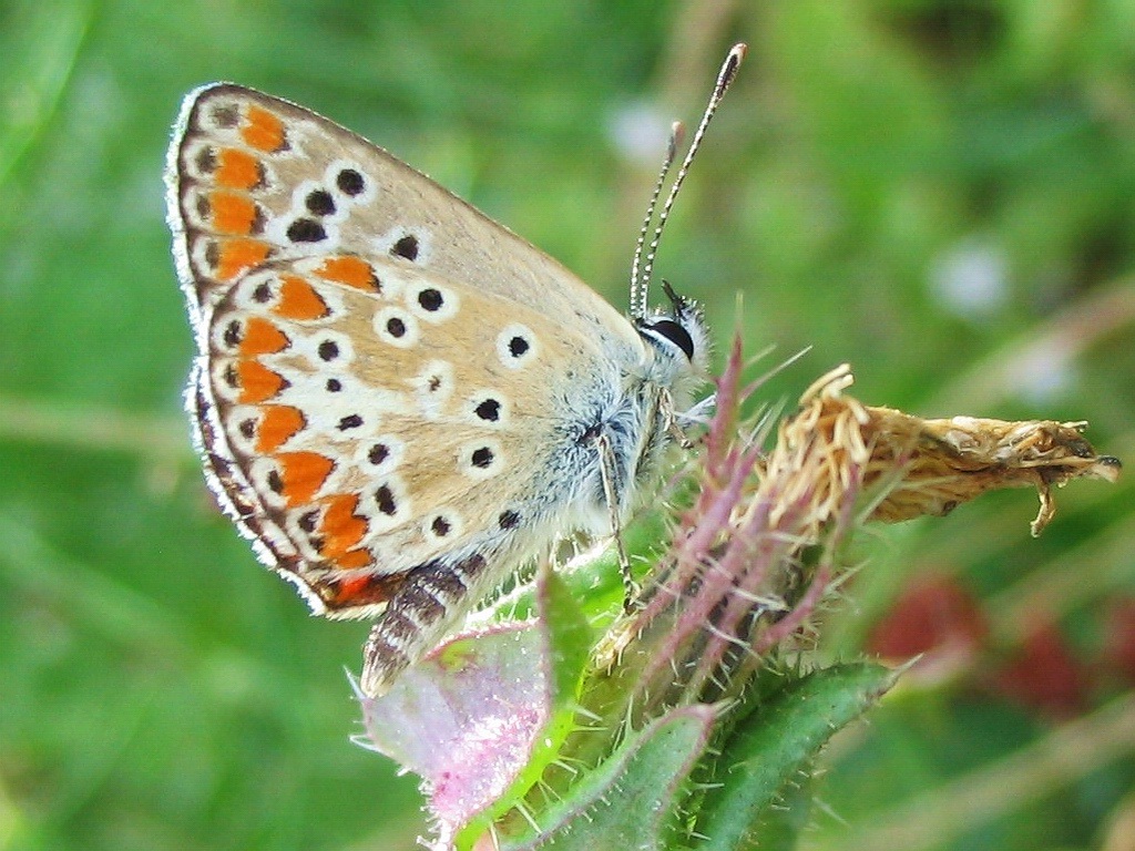 Aricia agestis e Polyommatus icarus